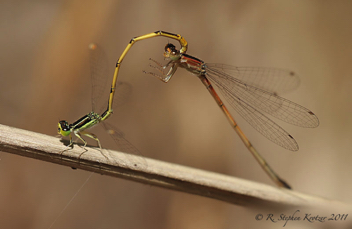 Ischnura hastata, tandem pair